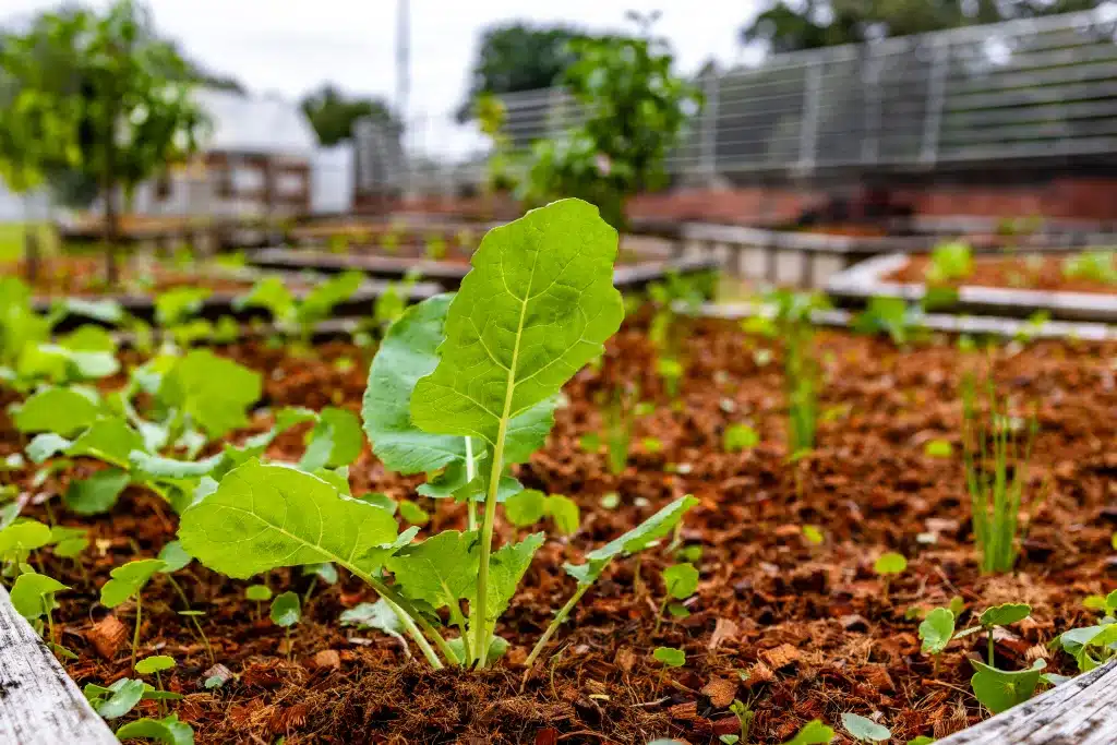 Early vegetable growth in the Community Health Northwest Florida Community Garden.